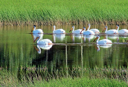 Bird watching pelicans