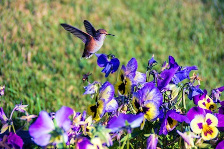 Hummingbird