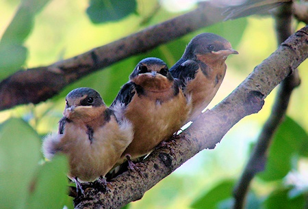 Baby Swallows